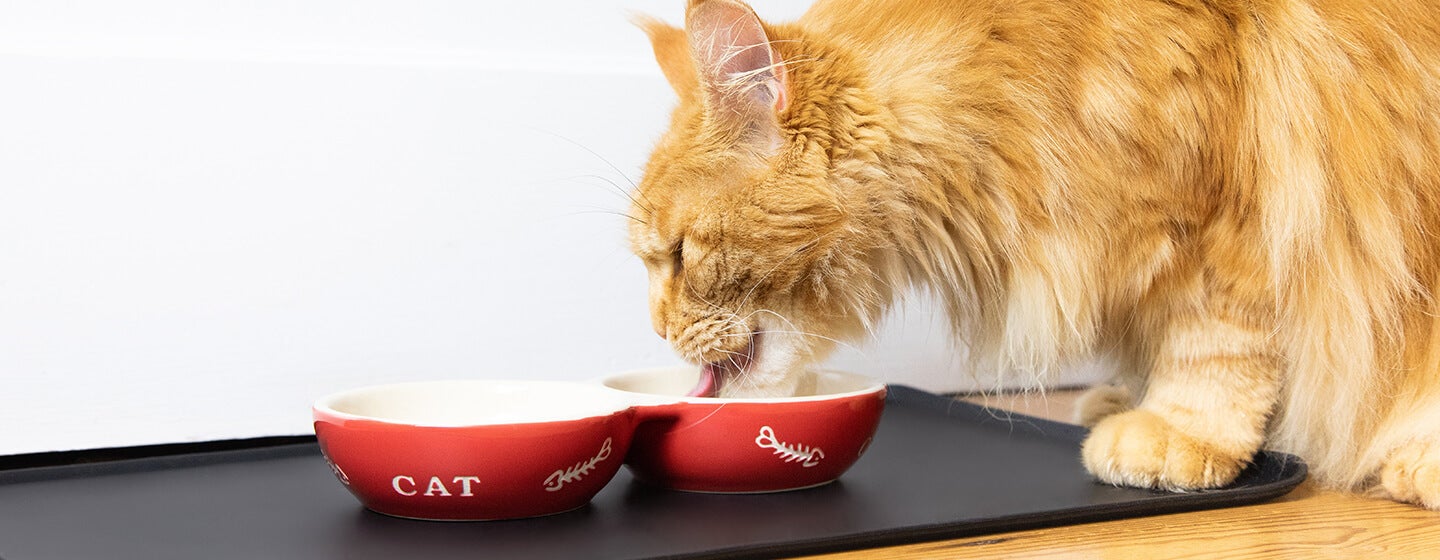 Exploring Cat Food Eating What Do Cats Really Eat Purina